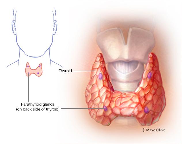 Parathyroid glands